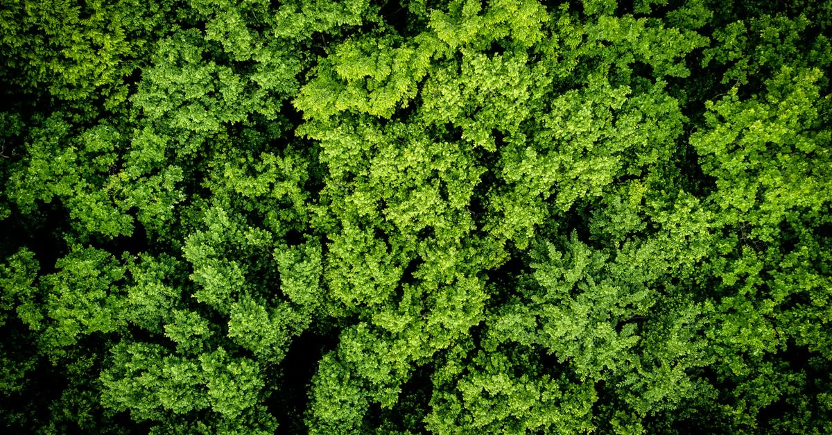 découvrez les réglementations environnementales essentielles pour protéger notre planète et assurer un développement durable.