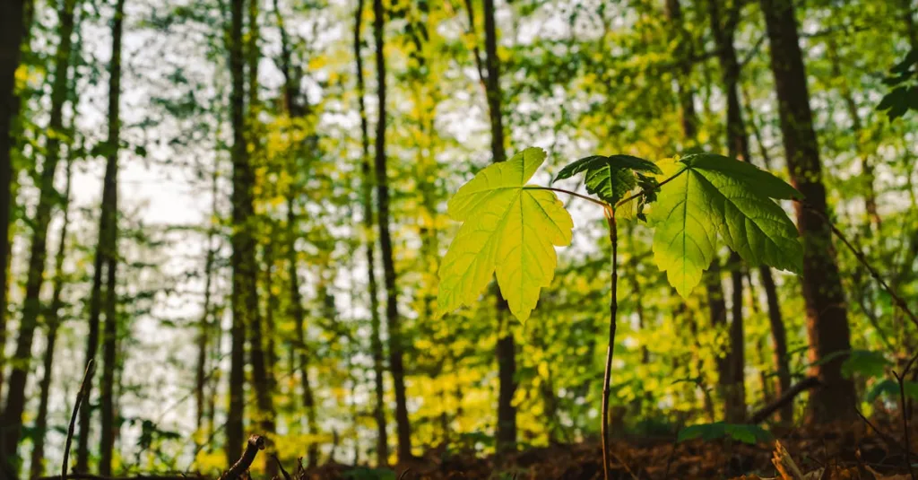découvrez les réglementations environnementales essentielles pour protéger notre planète et assurer un développement durable.