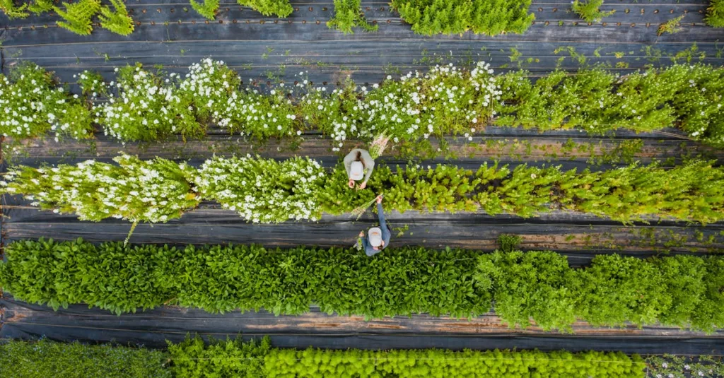 découvrez l'agriculture écologique innovante, une approche durable et respectueuse de l'environnement pour produire des aliments sains tout en préservant la biodiversité.