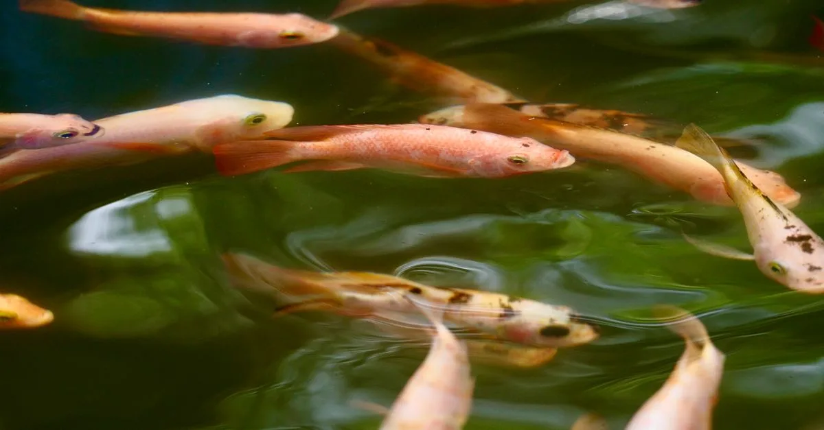 découvrez l'aquaponie, un système durable combinant pisciculture et culture hydroponique pour produire des aliments frais et écologiques.