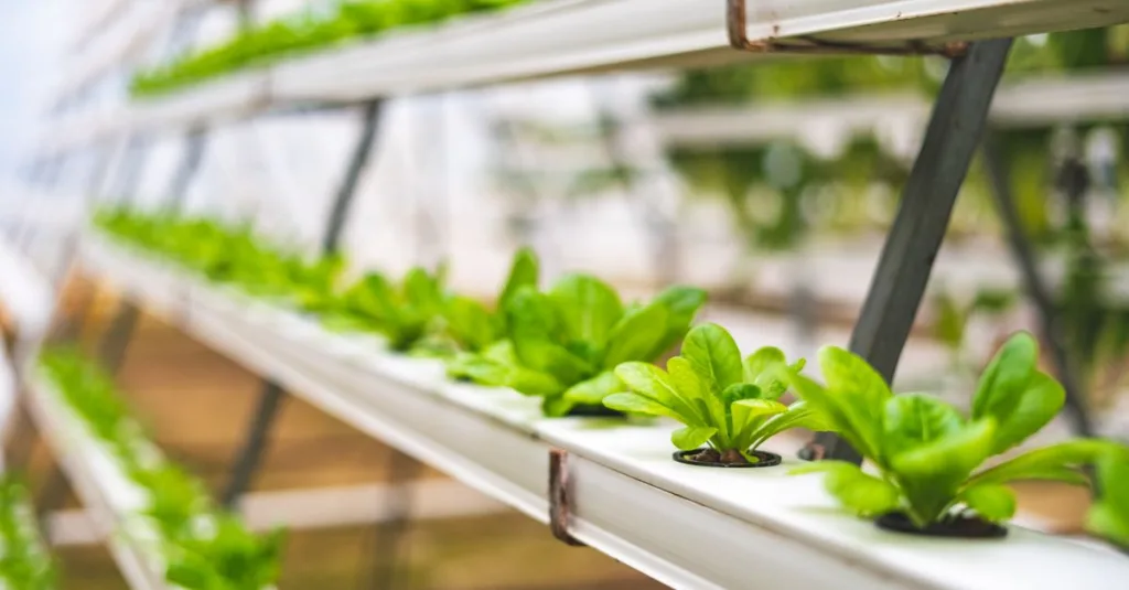 découvrez l'aquaponie, un système durable combinant aquaculture et hydroponie pour cultiver des plantes et élever des poissons de manière écologique et efficace.