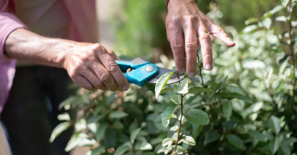 découvrez les meilleures techniques de taille pour entretenir vos arbres et arbustes, favoriser leur croissance et améliorer leur santé.