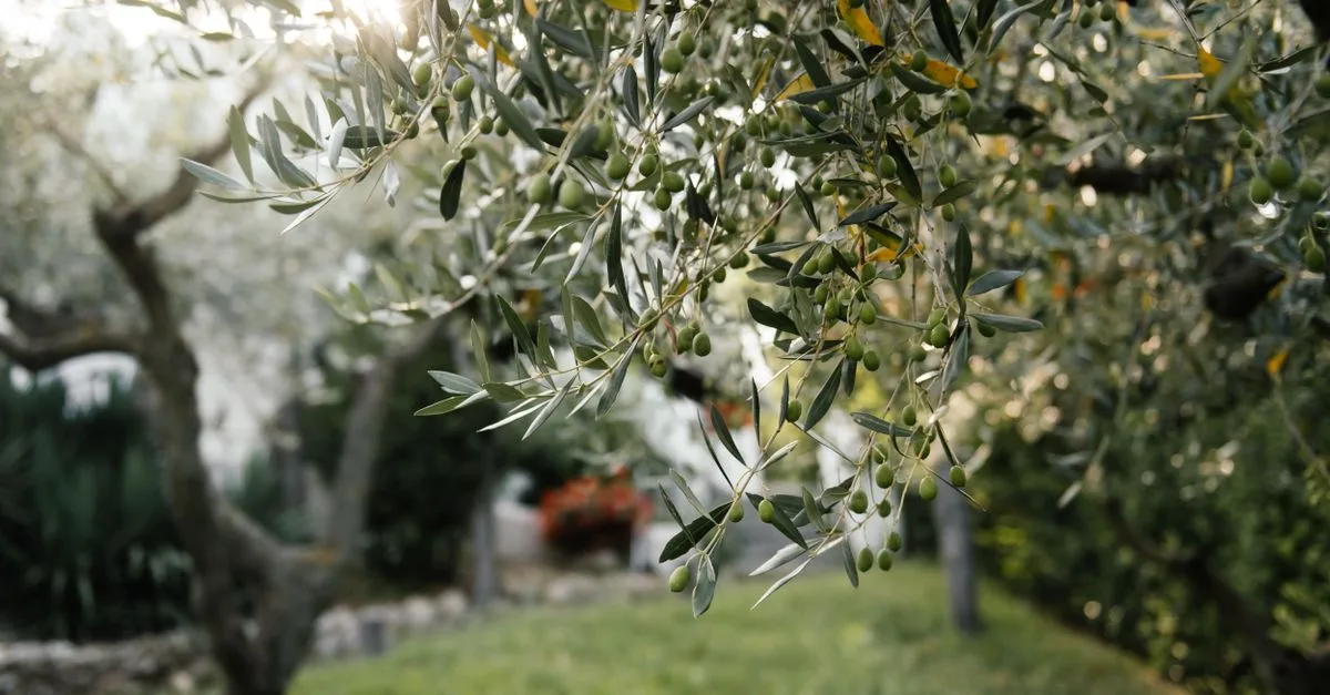 découvrez la teinte olive green, une couleur naturelle et élégante qui apporte chaleur et authenticité à vos créations et décors.