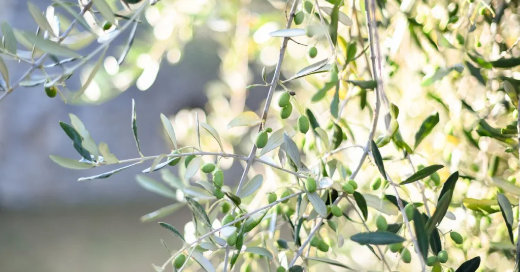découvrez la beauté naturelle et apaisante de la couleur olive green, parfaite pour un style élégant et tendance.